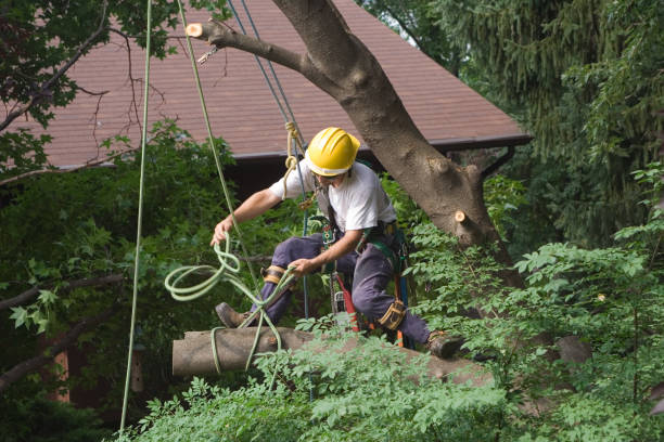 Tree and Shrub Care