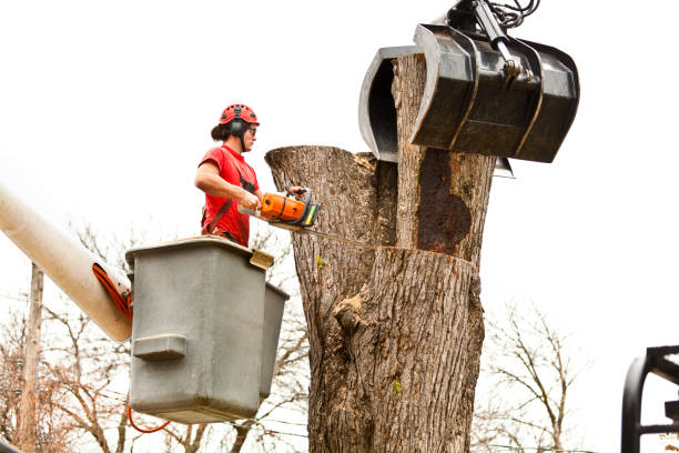 Fairplay, GA Tree Removal Services Company